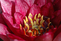 Nymphaea sp. Nymphaea sp.